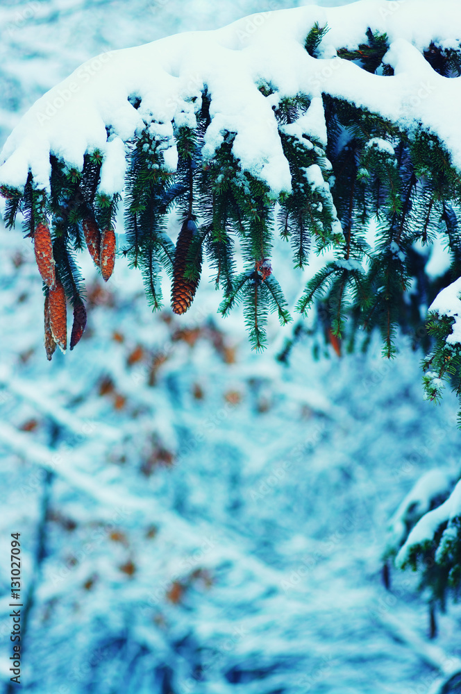 Spruce branches covered with snow