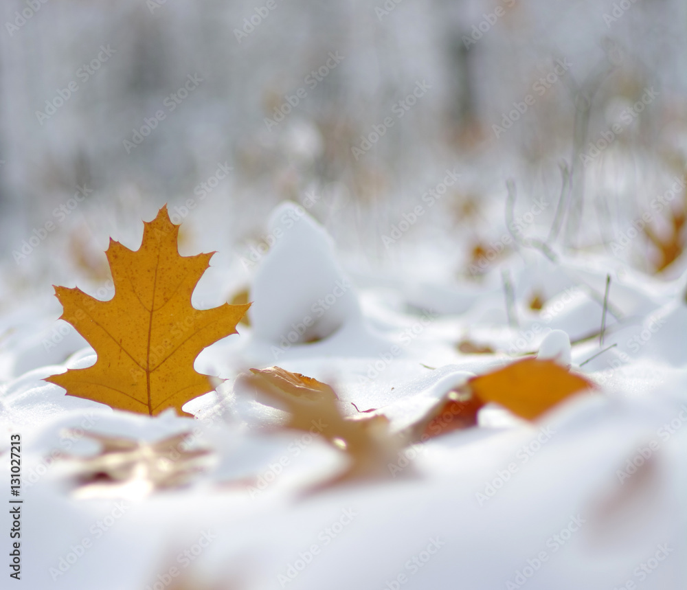 Yellow leaves in snow.