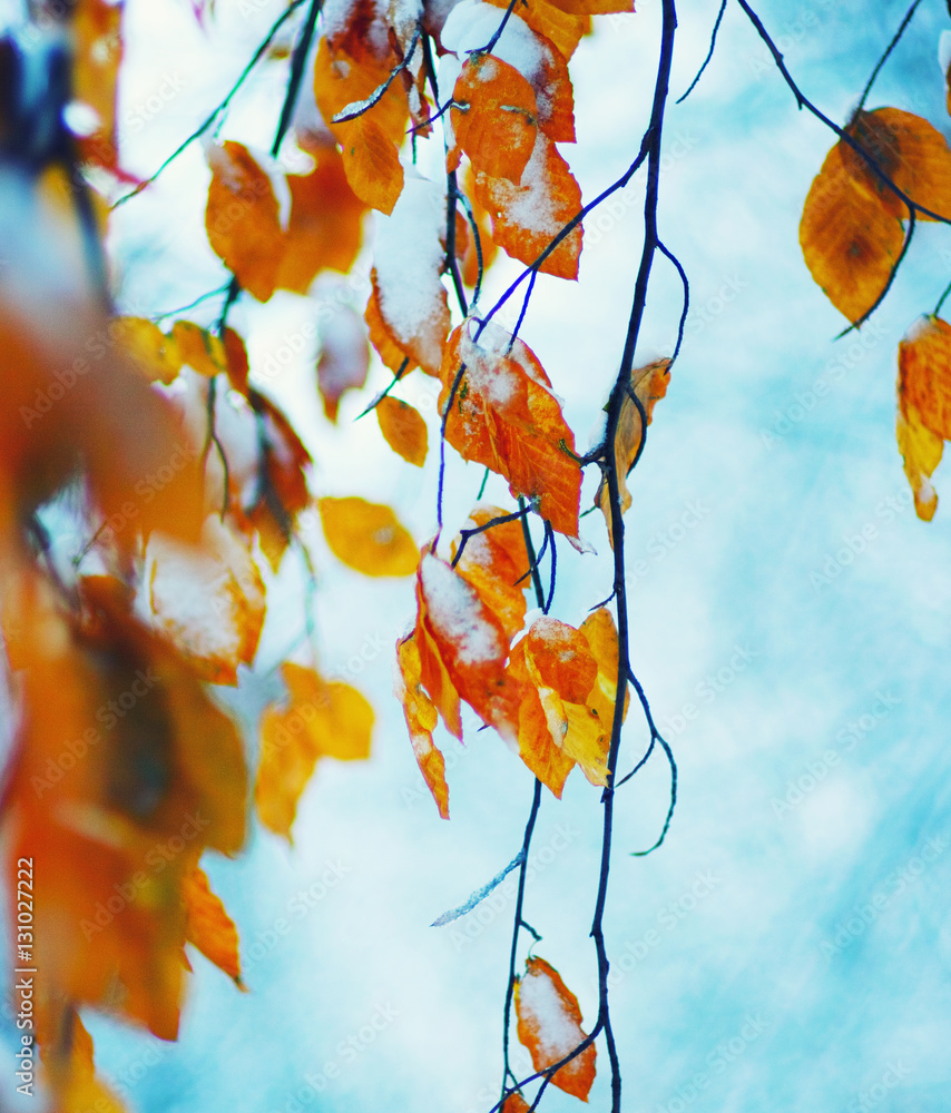 Yellow leaves in snow.