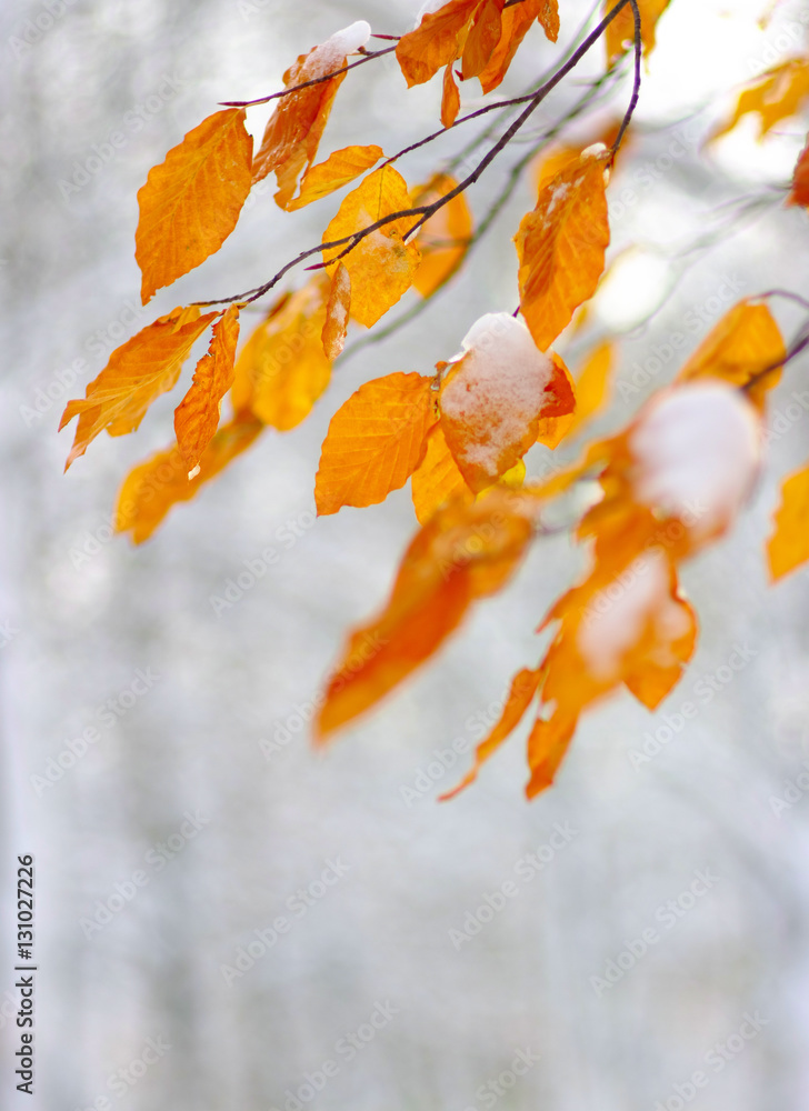 Yellow leaves in snow.