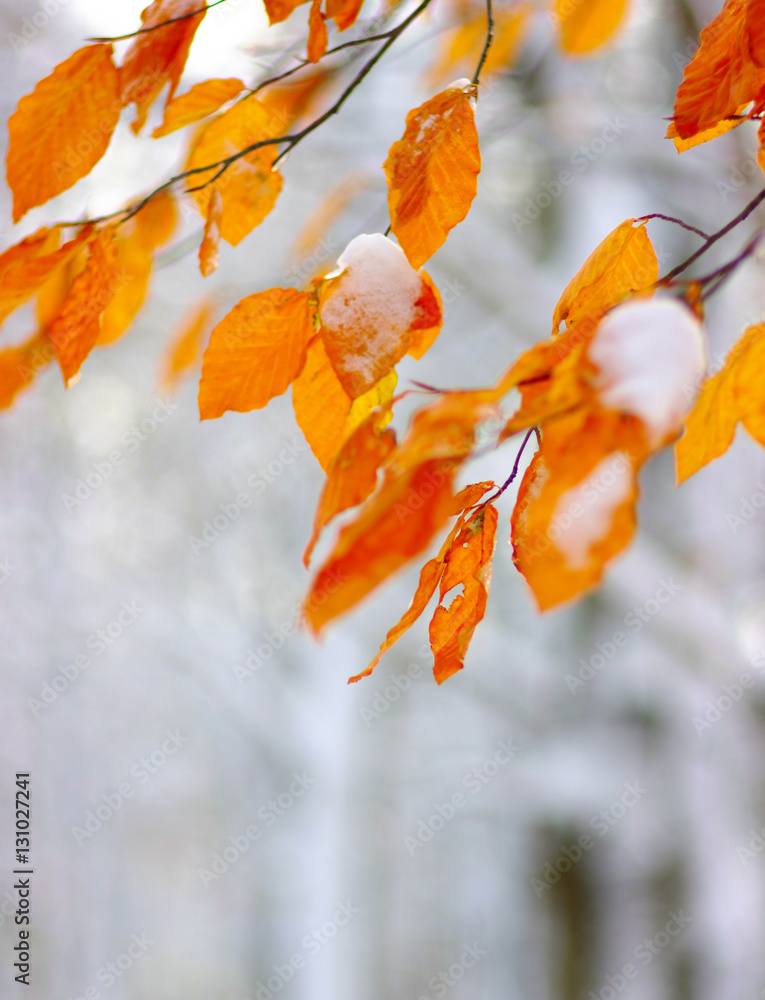 Yellow leaves in snow.