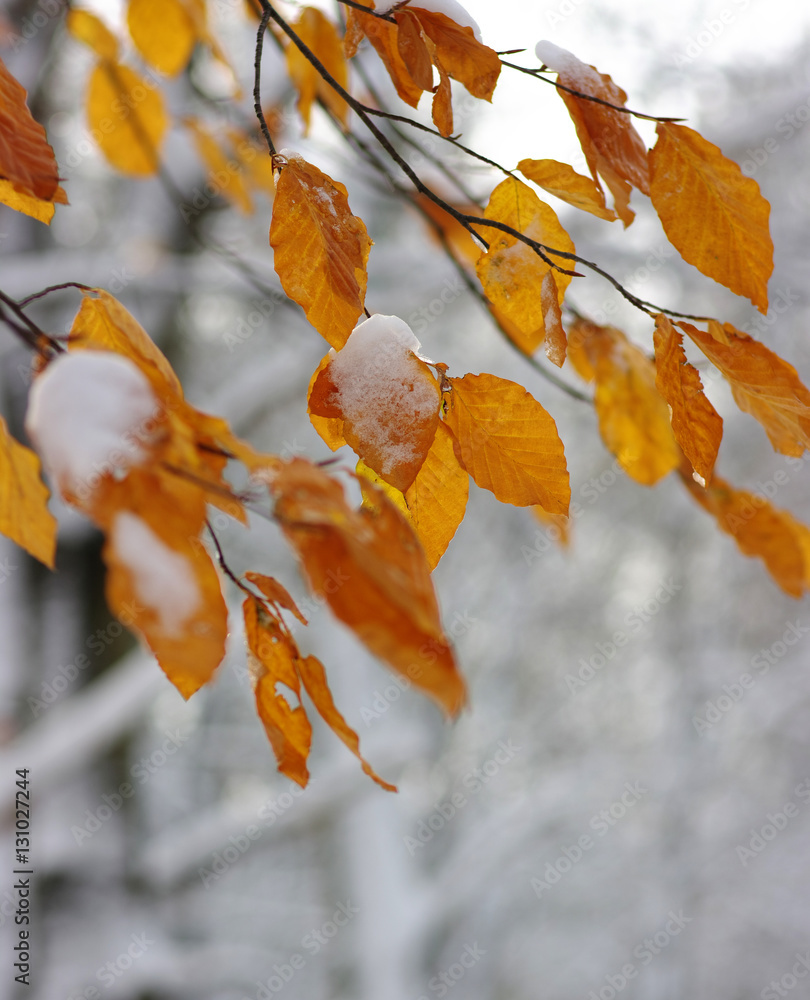 Yellow leaves in snow.