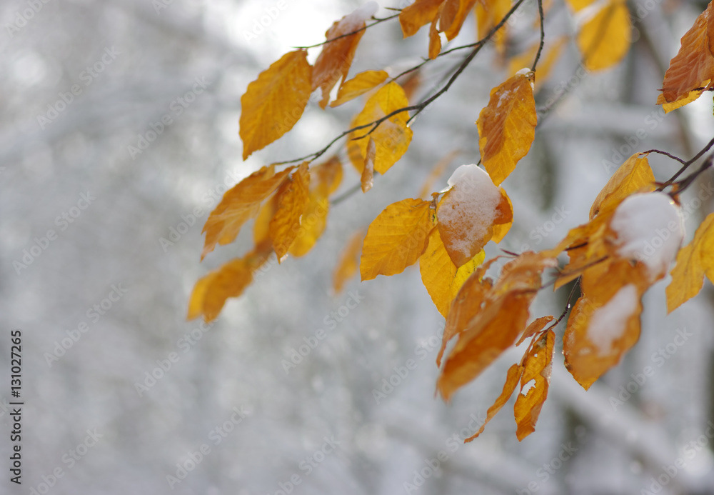 Yellow leaves in snow.