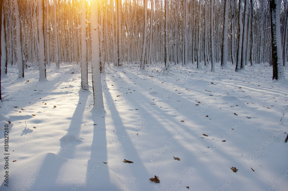 Sunset in winter forest