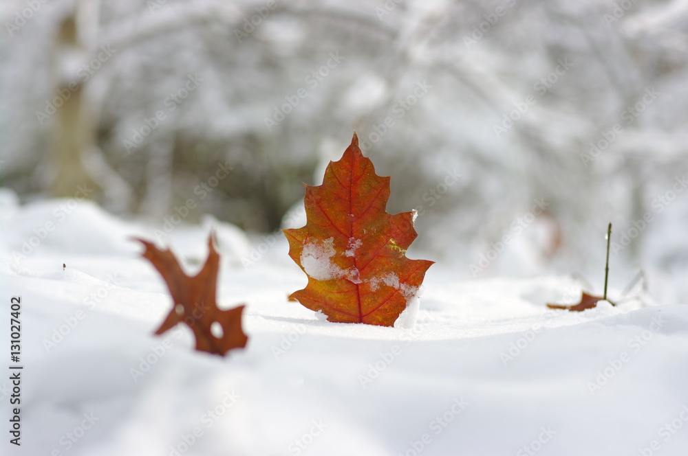 Yellow leaves in snow.