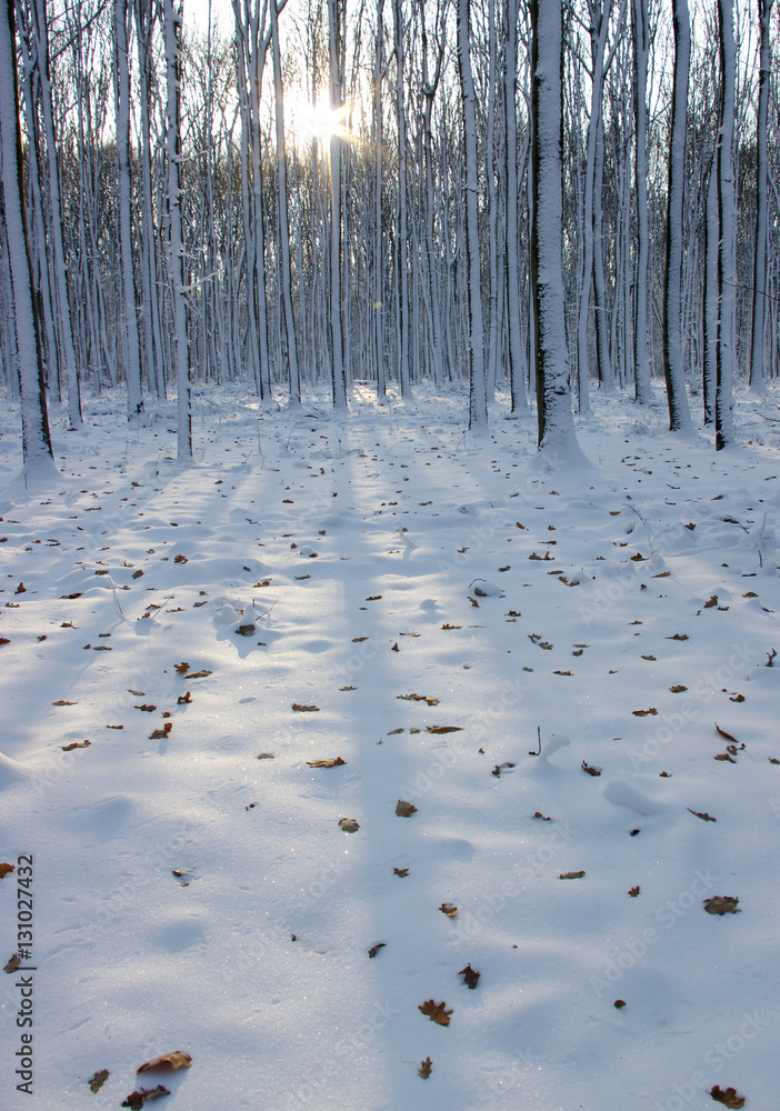 Trees covered with snow