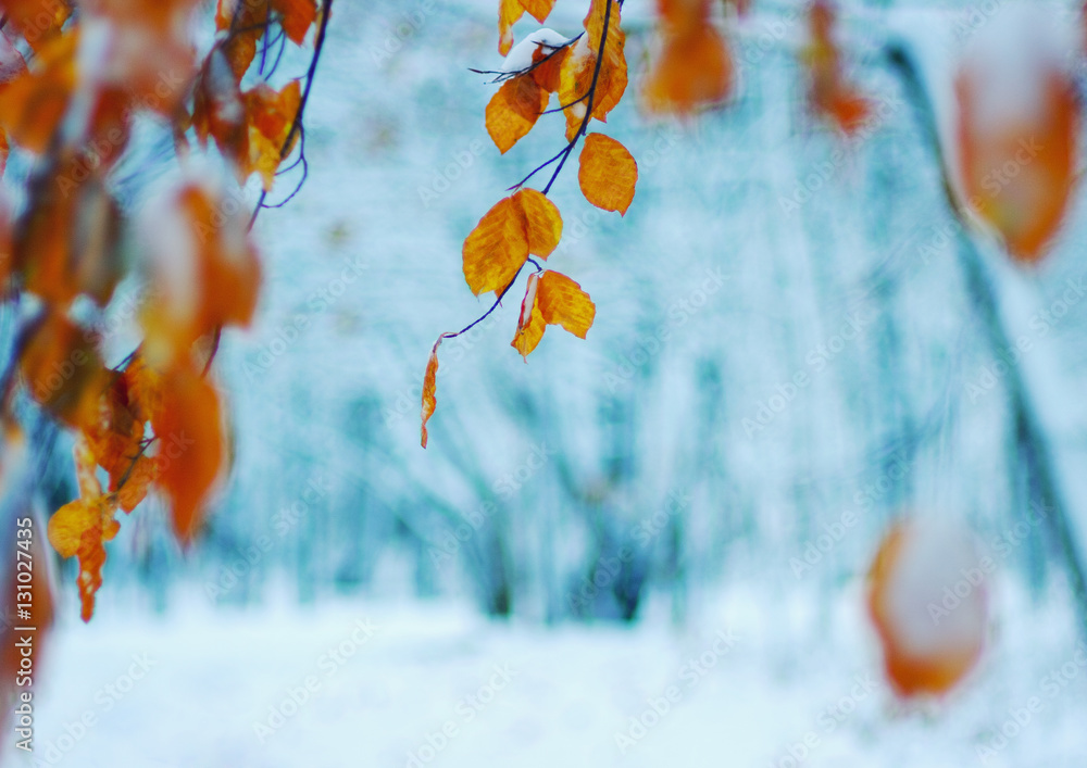 雪中黄叶。