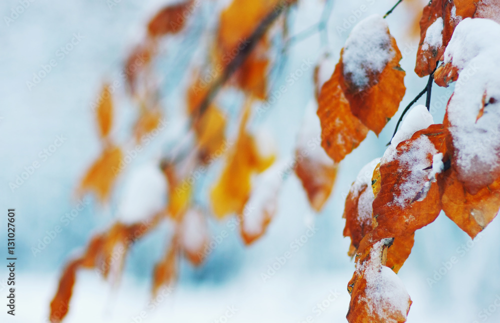 Yellow leaves in snow.