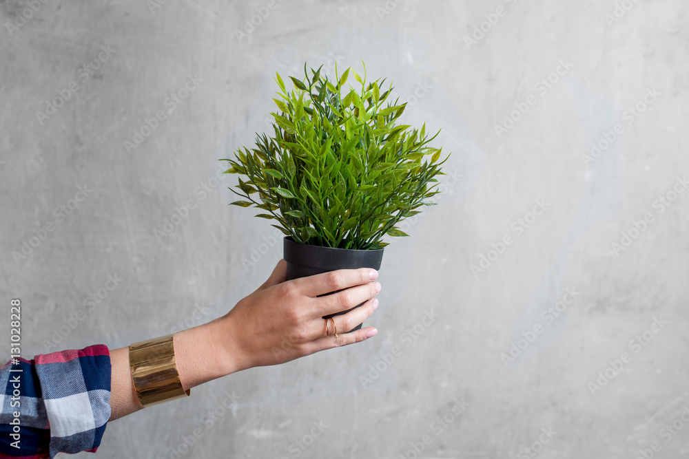 Female hands holding flowerpot with green plant on the gray wall background