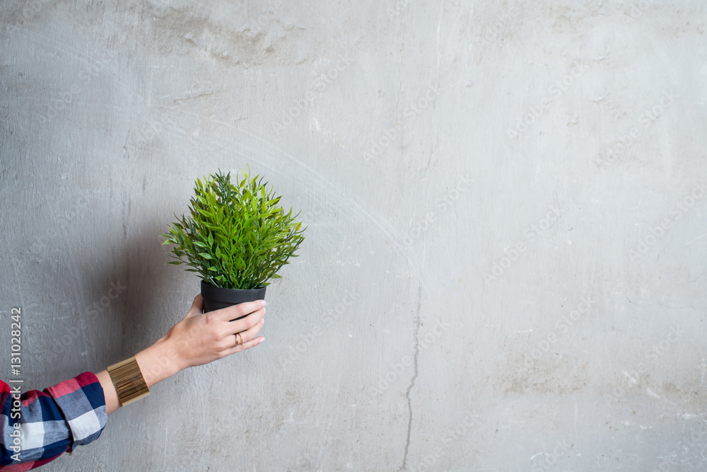 Female hands holding flowerpot with green plant on the gray wall background