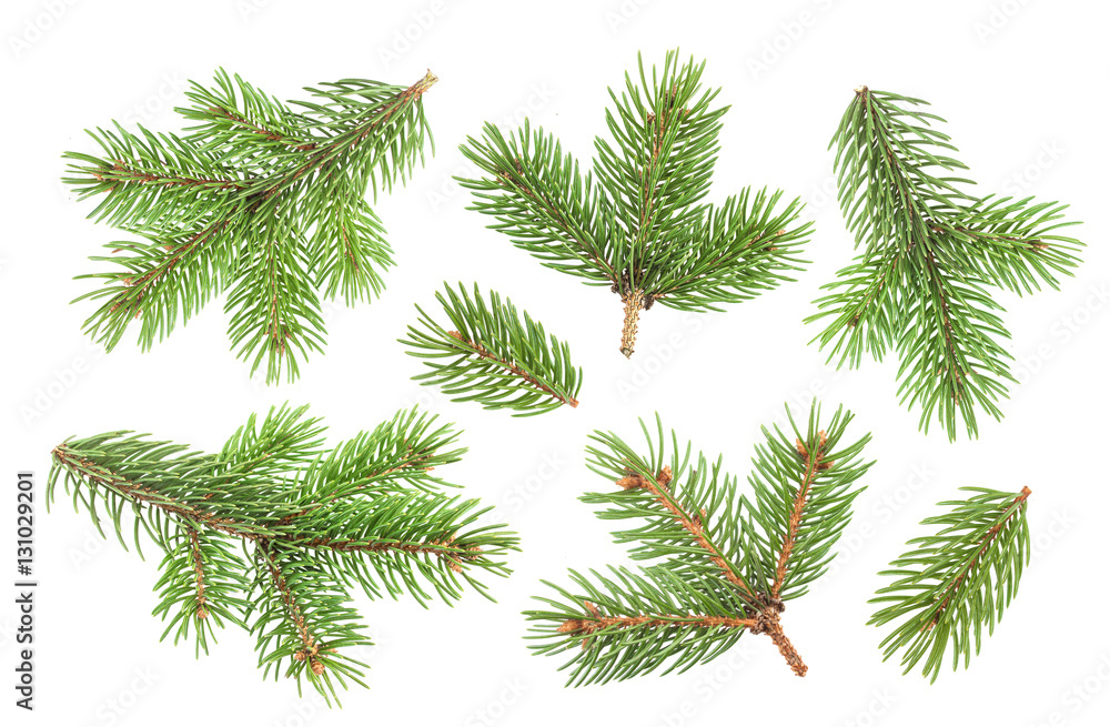 Fir tree branch isolated on white background