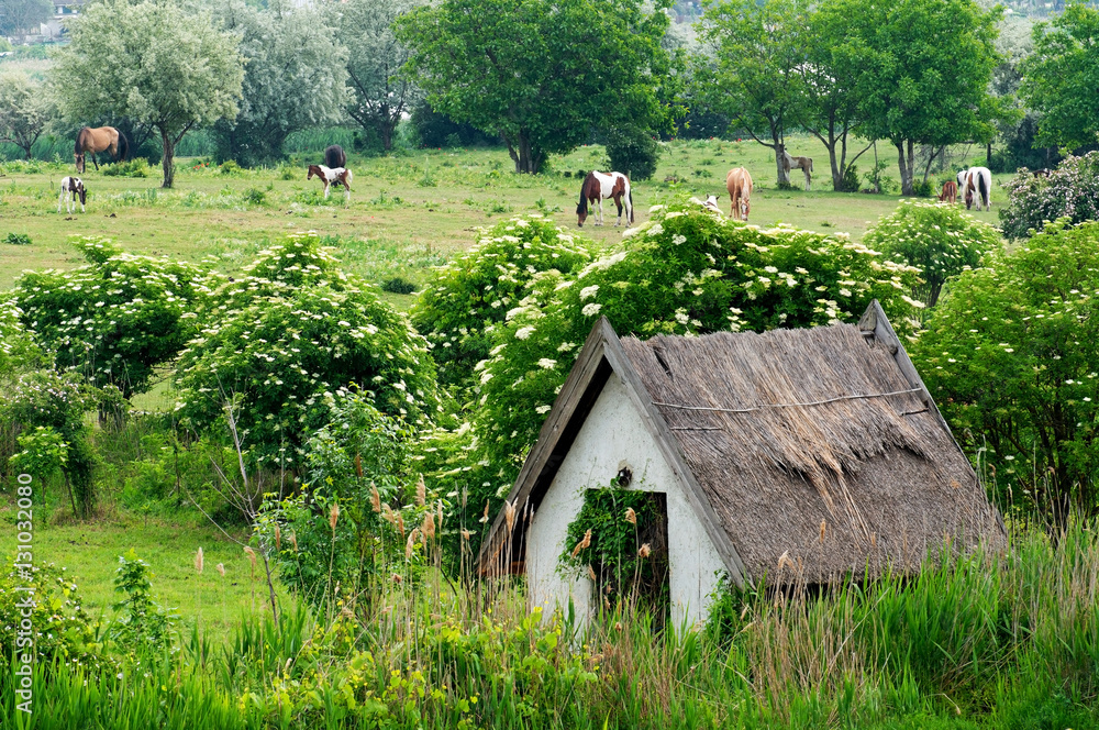 Old farm house in Tihany, Hungary