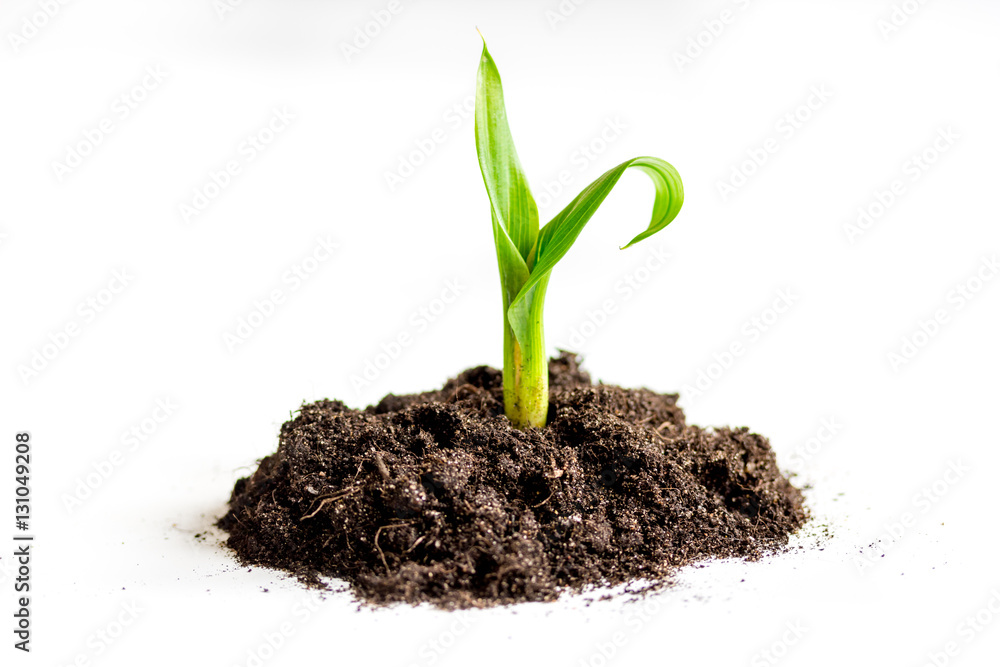 Concept birth of idea- sprout from soil on white background