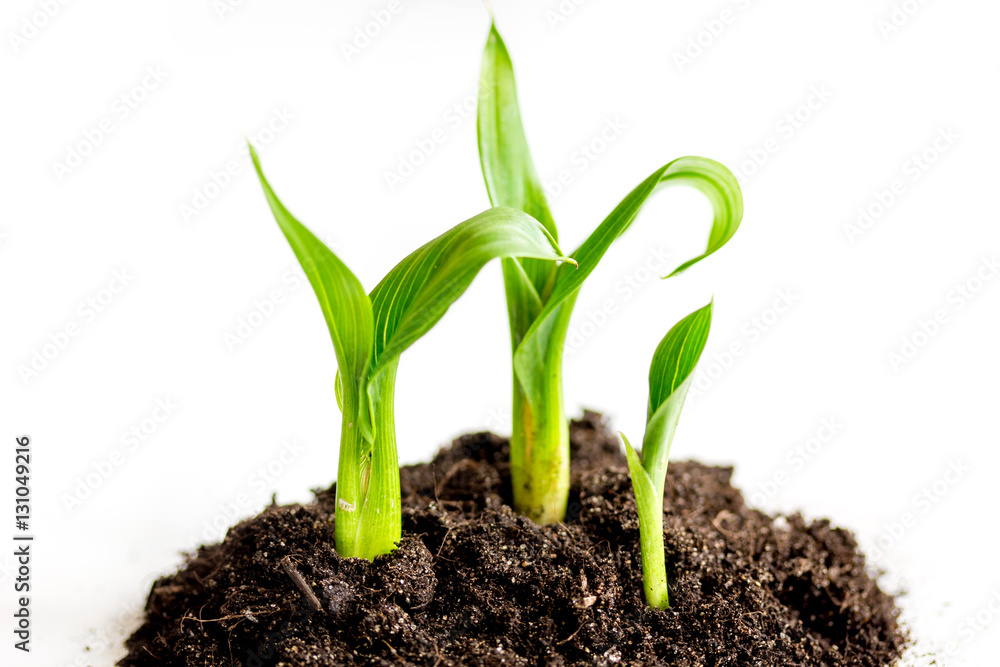 Concept birth of idea- sprout from soil on white background