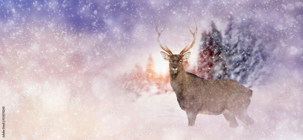 Winter background with deer