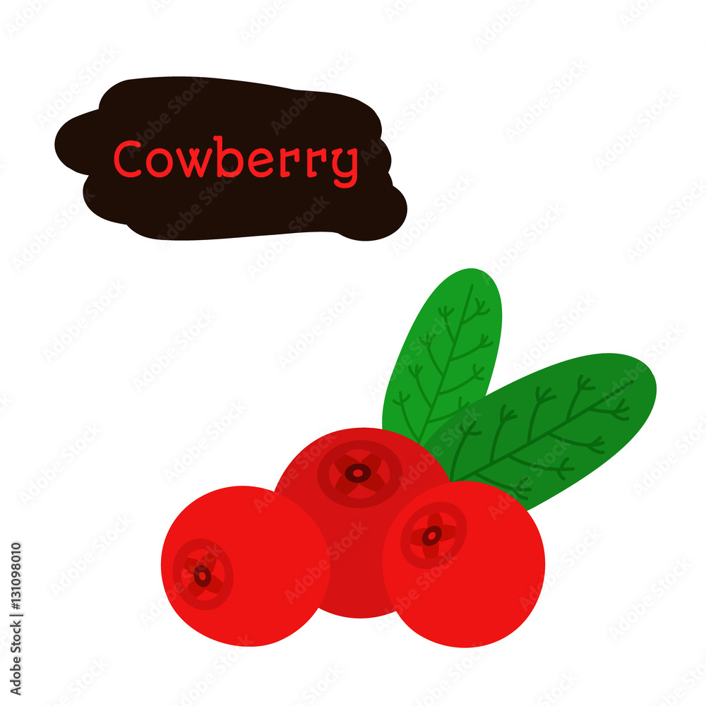 Cowberry，扁平风格的lingonberry。甜的红色森林浆果。