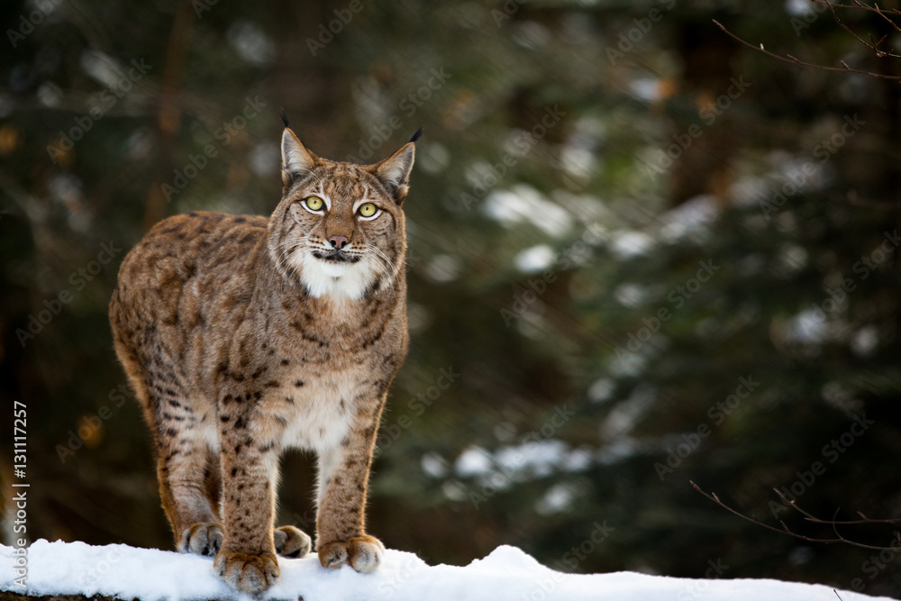 Winter lynx