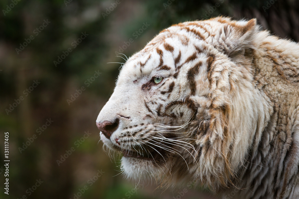 white Tiger