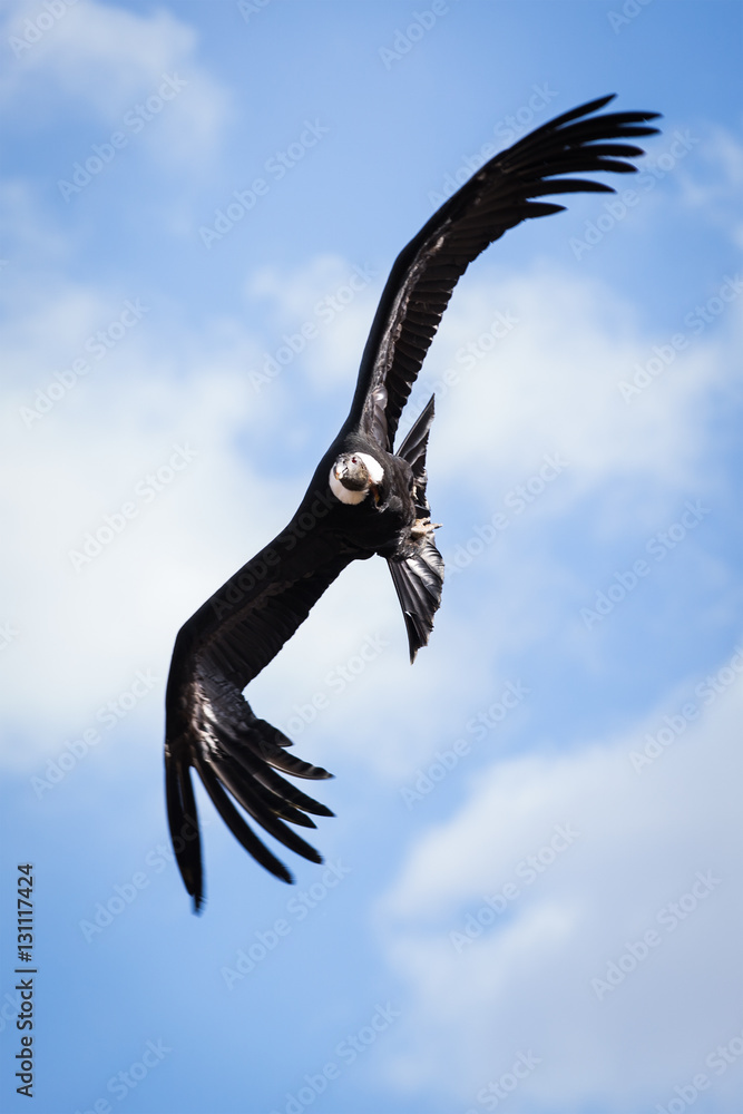 flying condor