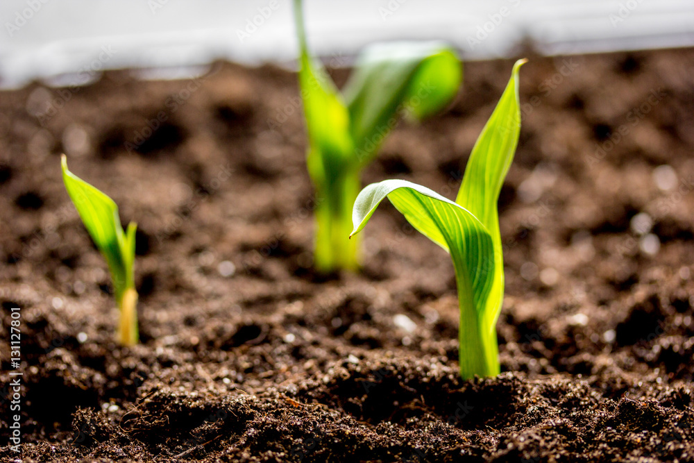 Concept appearance of life - sprout from soil close up