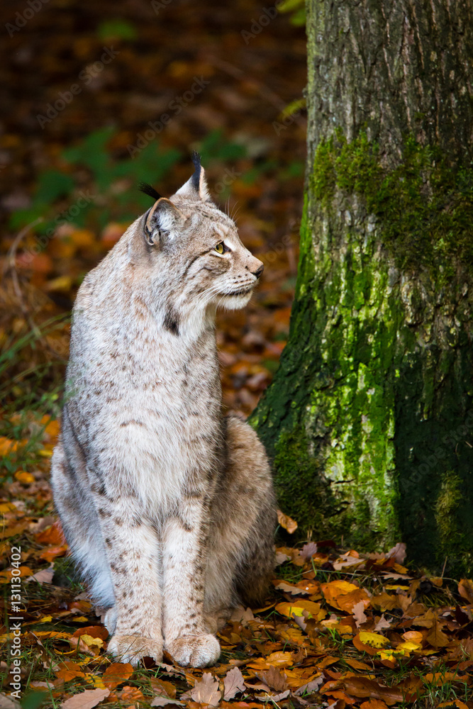 Lynx