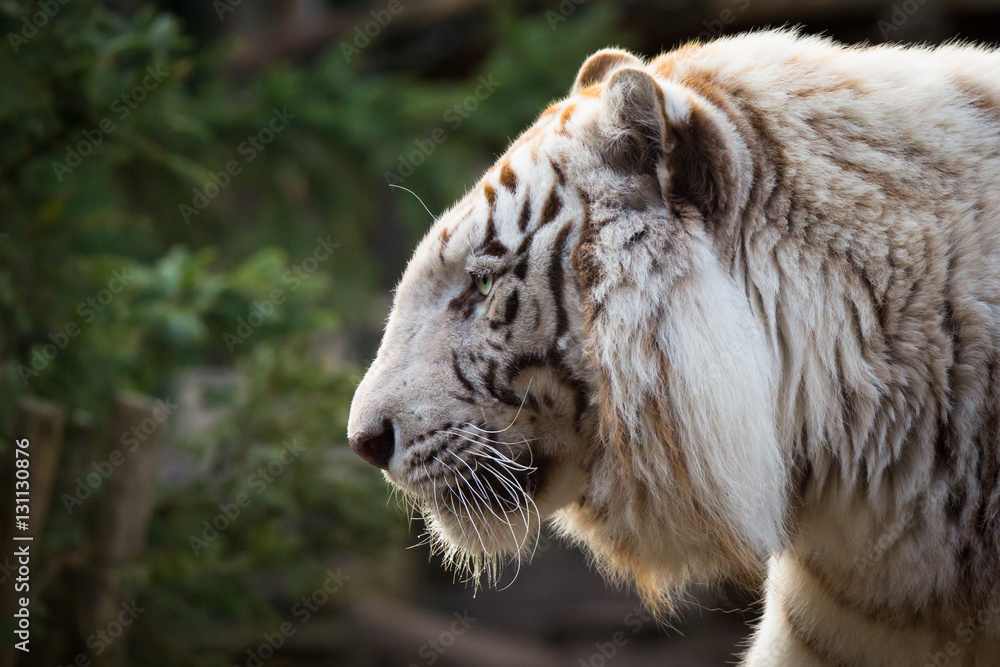 White tigers head