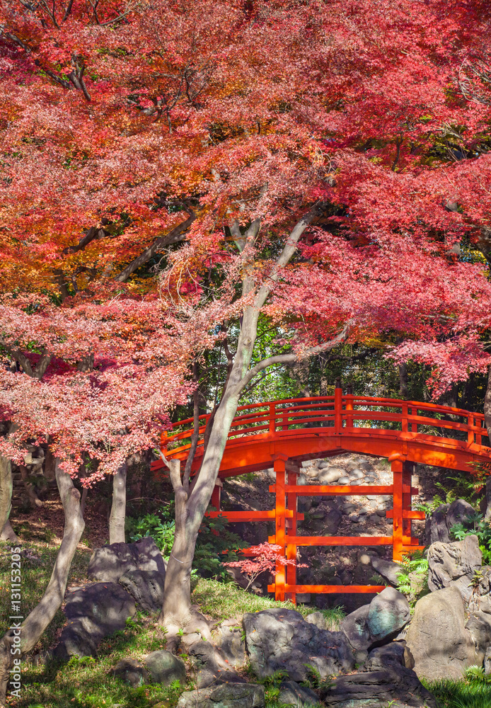 Japanese red bridge and red meple tree in autumn season at Japanese garden