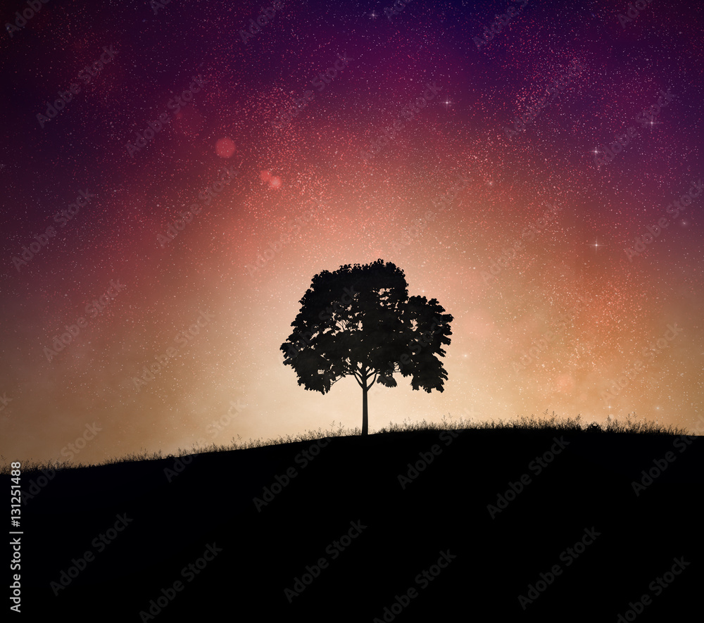 Tree and night sky