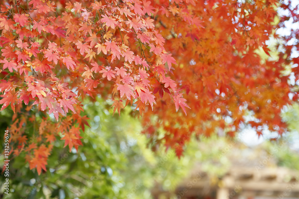 紅葉