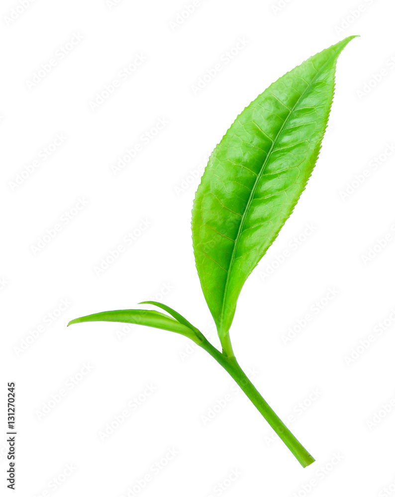 Tea. Green tea leaf isolated on white background