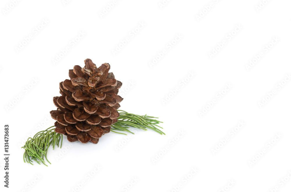 Closeup photo  pine cone and branch isolated on white