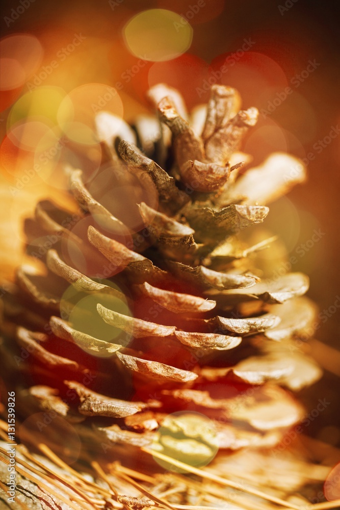 Pine cone.