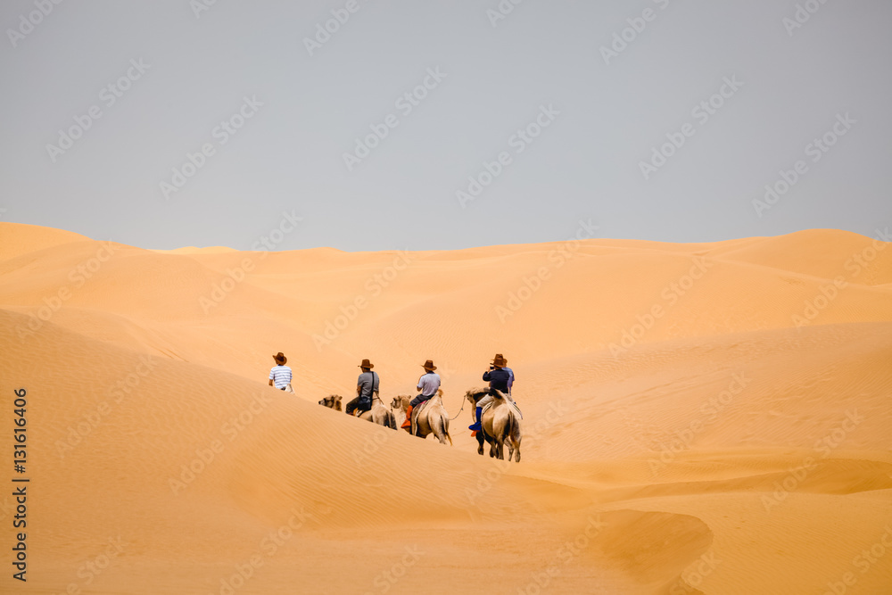 camel team in desert