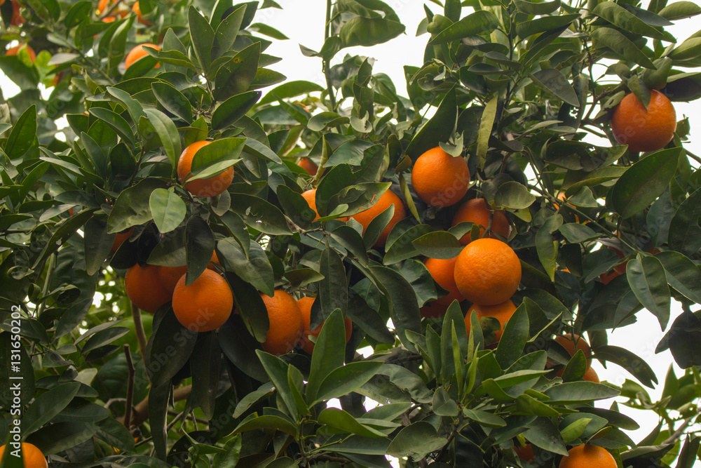 yellow oranges hanging on the fruit tree.