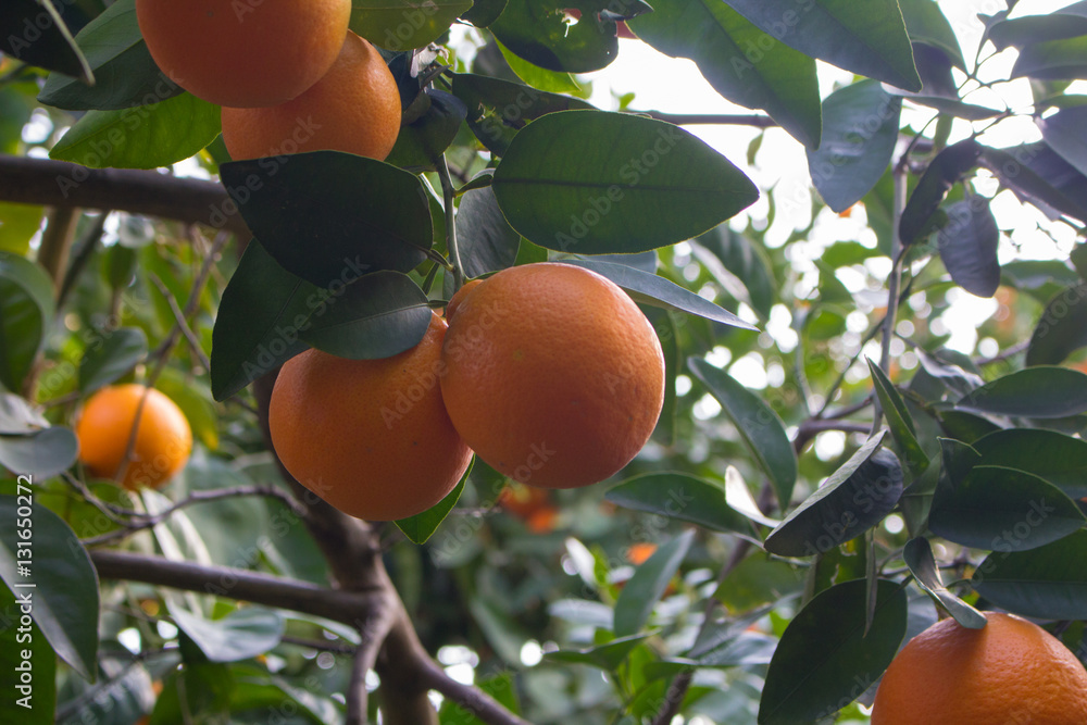 ripe oranges hanging on the fruit tree.