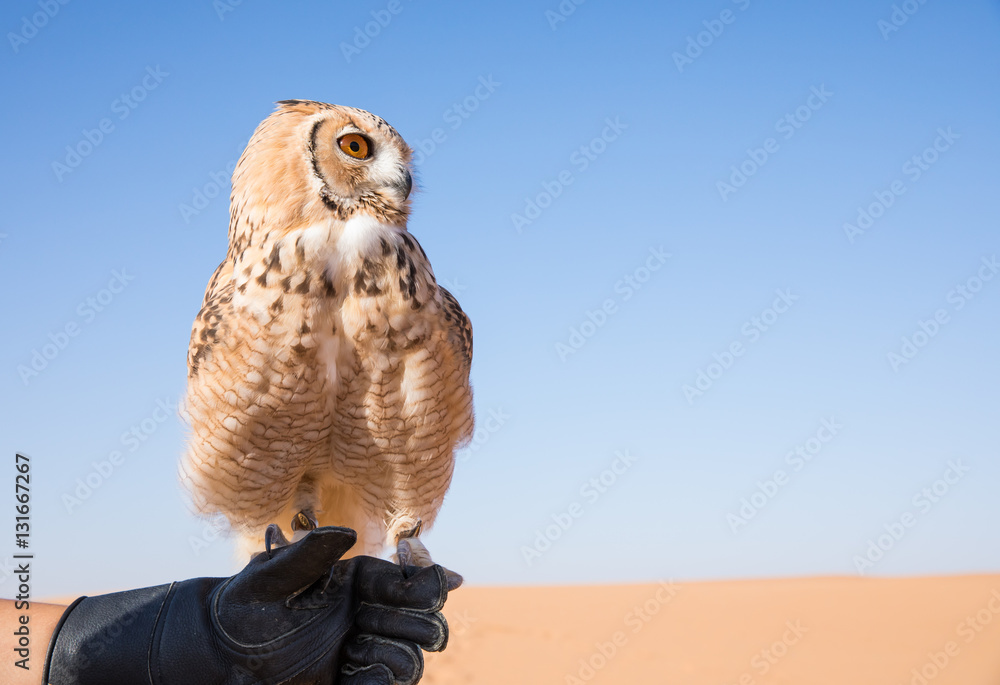 年轻的雄性法老鹰鸮（bubo ascalaphus）与一只穿着传统服饰的阿拉伯雄性在沙漠中