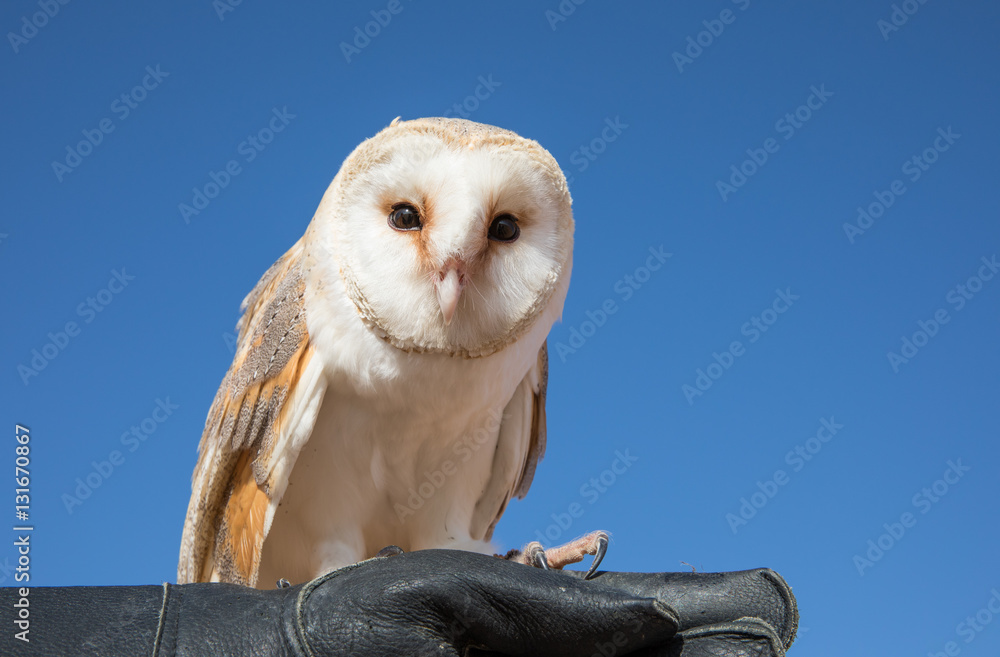  Barn owl (tyto alba) on a falconers leather glove during a desert falconry show in Dubai, UAE.