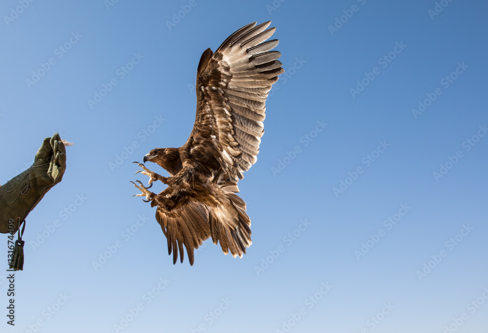 Greater spotted eagle (Clanga clanga) mid-flight during a desert falconry show in Dubai, UAE.