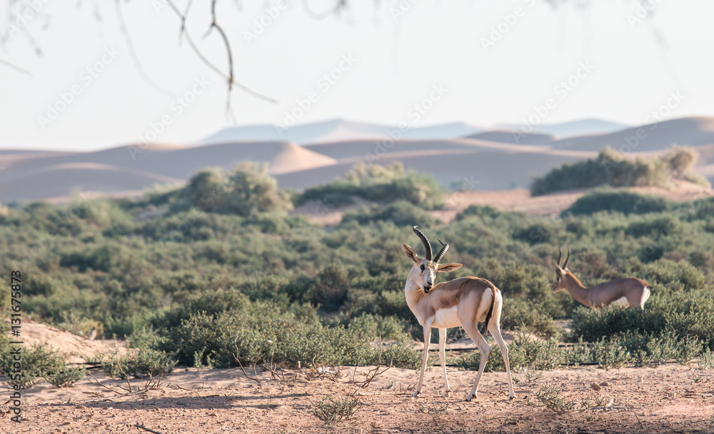 Sand gazelle (Gazella leptoceros) in the desert of Dubai, UAE.