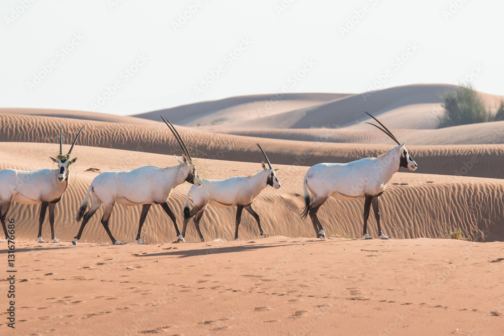 Arabian oryx (Oryx leucoryx) in the desert after sunrise. Dubai, United Arab Emirates.