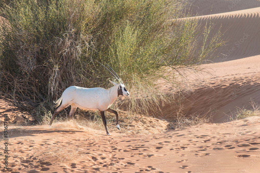 Arabian oryx (Oryx leucoryx) in the desert after sunrise. Dubai, United Arab Emirates.