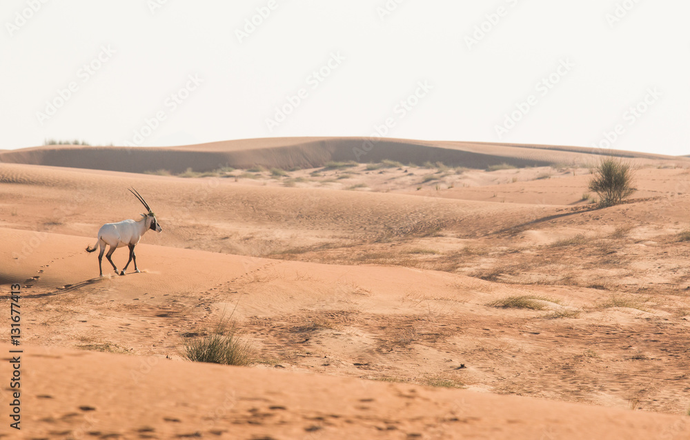 Arabian oryx (Oryx leucoryx) in the desert after sunrise. Dubai, United Arab Emirates.