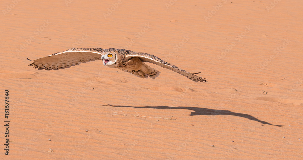 Young male pharaoh eagle owl (bubo ascalaphus) during a desert falconry show in Dubai, UAE.