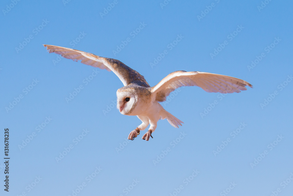 Barn owl (tyto alba) during a desert falconry show in Dubai, UAE.