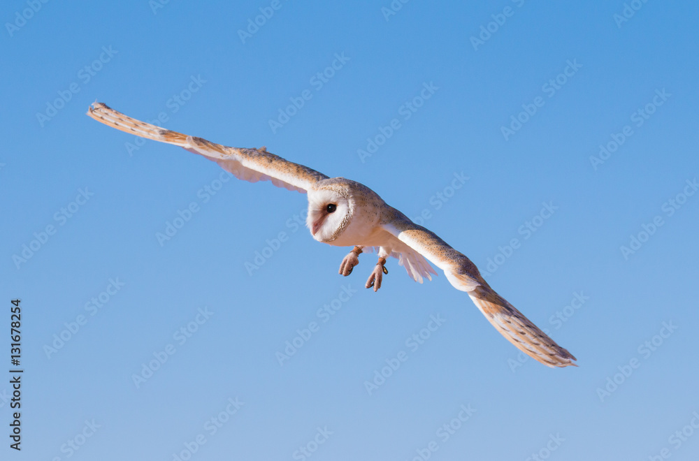 Barn owl (tyto alba) during a desert falconry show in Dubai, UAE.