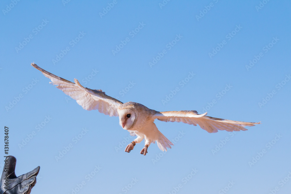 Barn owl (tyto alba) during a desert falconry show in Dubai, UAE.