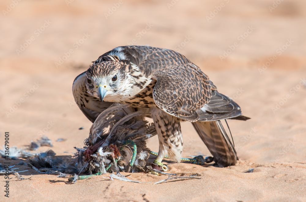 Male saker falcon (Falco cherrug) with his prey after a desert falconry show in Dubai Desert Conserv