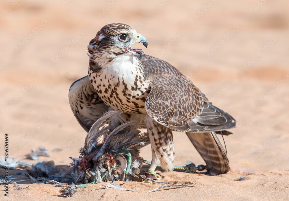 Male saker falcon (Falco cherrug) with his prey after a desert falconry show in Dubai Desert Conserv