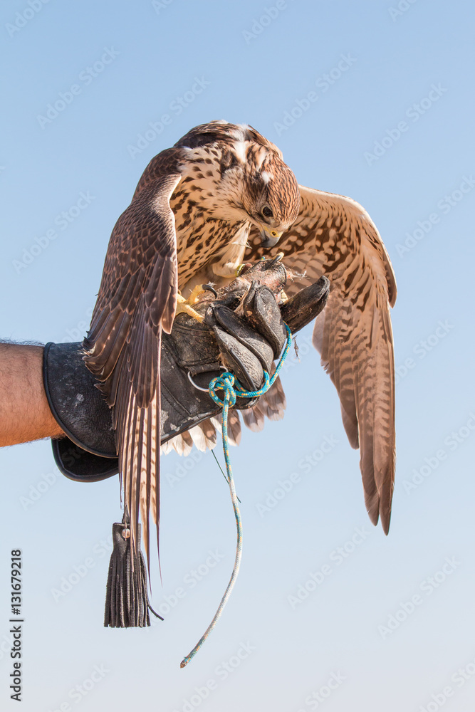 Male saker falcon (Falco cherrug) with his prey after a desert falconry show in Dubai Desert Conserv