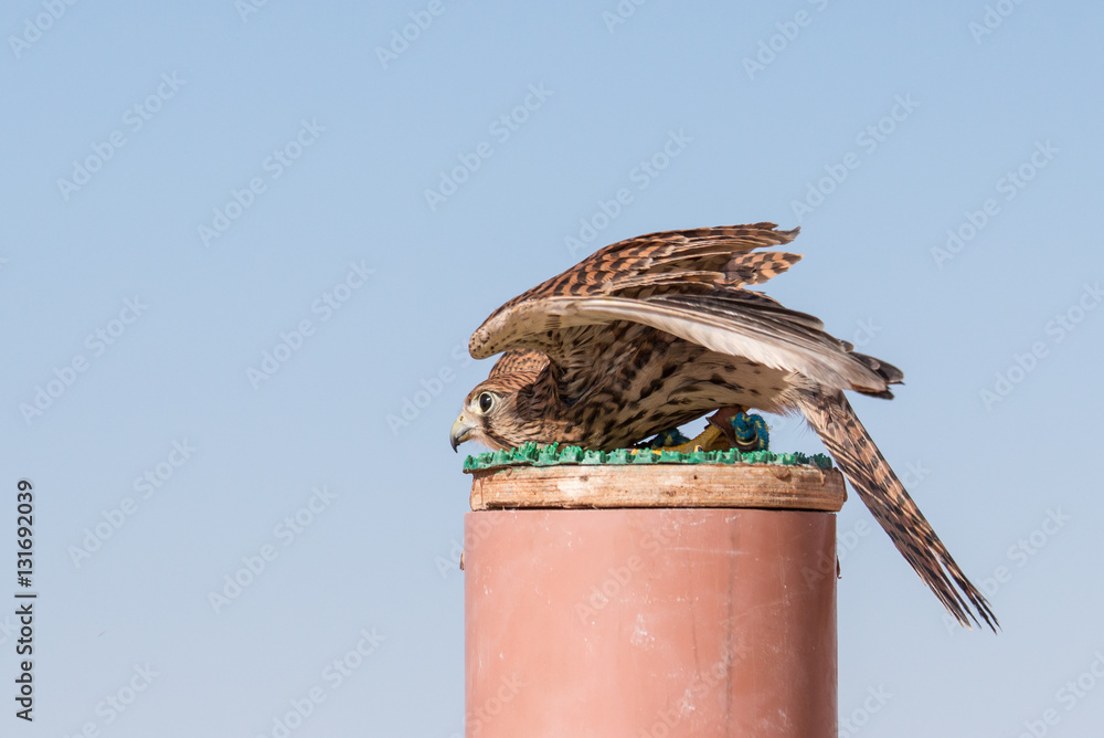 Portrait of a common kestrel (Falco tinnunculus) in Dubai Desert Conservation Centre. Dubai, UAE.